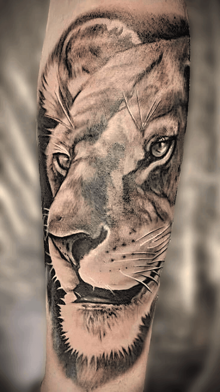 Black and grey realism lioness forearm tattoo, detailed wildlife portrait with high contrast shading and expressive eyes, created in Stoke-on-Trent by Alika Tattoo Art.
