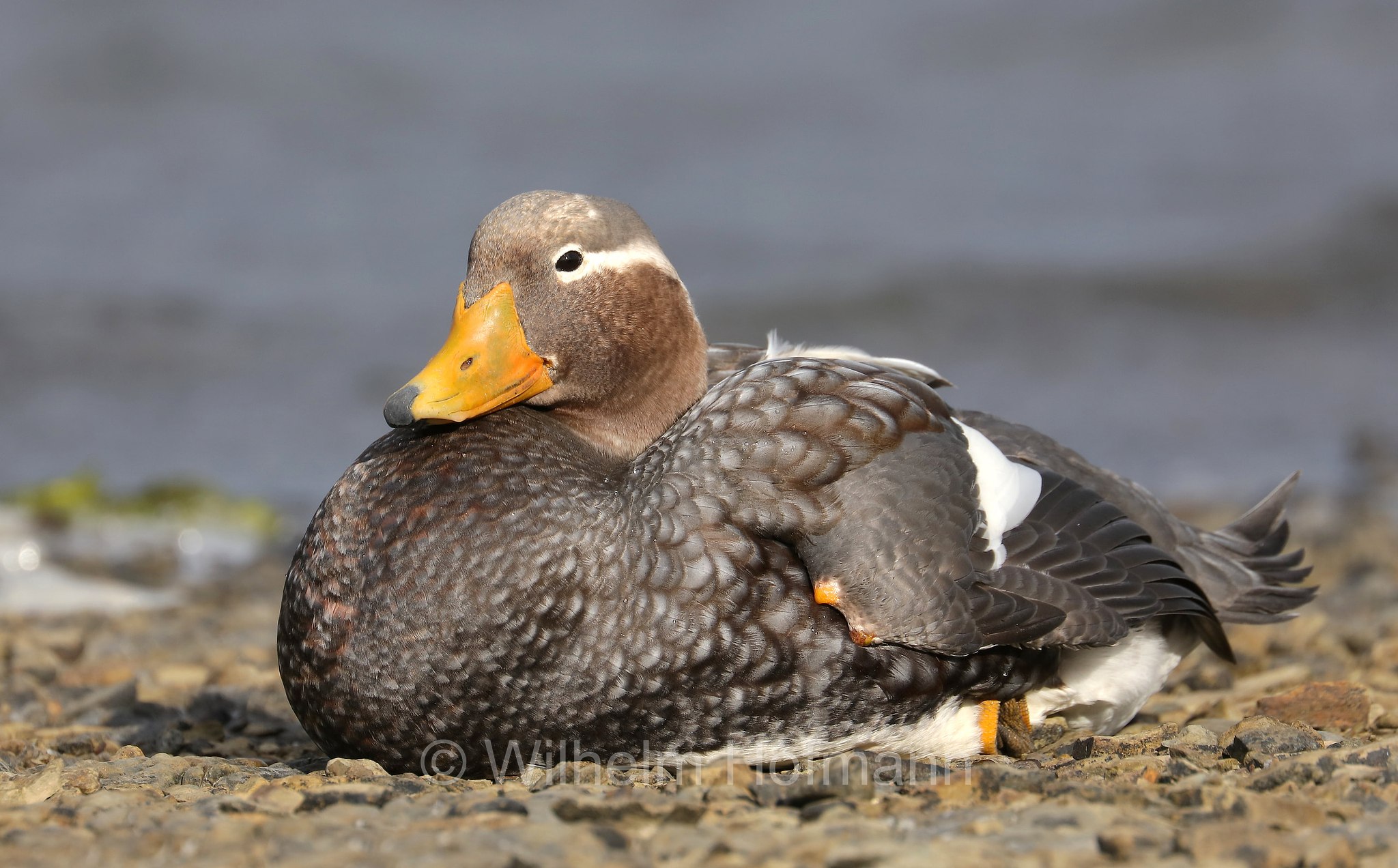 Falkland steamer duck, Falkland-Dampfschiffente, anatra vaporiera delle Falkland, Tachyeres brachypterus, East Falkland, Ostfalkland, Falkland Orientale, Isla Soledad, Falkland Islands, Falklandinseln, Isole Falkland