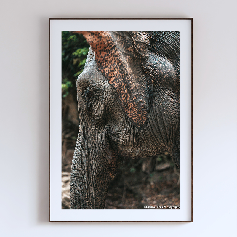 COLLECTION - GIANTS OF THE LAND VERTICAL - "Spotted" - LIMITED EDITION 10 of 10