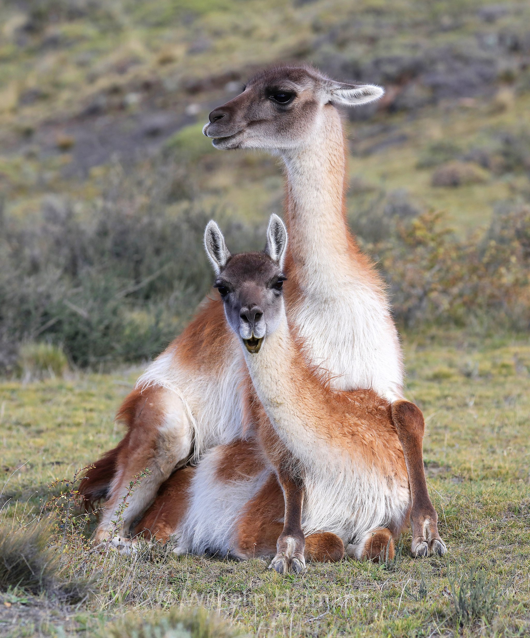 guanaco, Guanako, Huanako, Lama guanicoe, Torres del Paine National Park, Patagonia, Patagonien, Chile, Cile