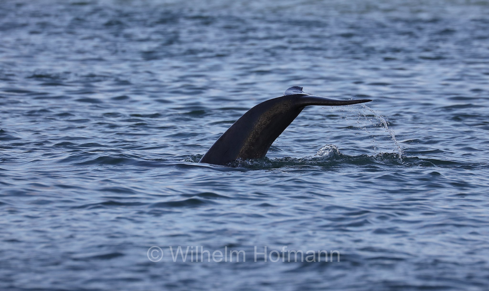 Tursiops truncatus, common bottlenose dolphin, Atlantic bottlenose dolphin, Großer Tümmler, Gewöhnlicher Großer Tümmler, tursìope comune, John's Pass, Florida, USA