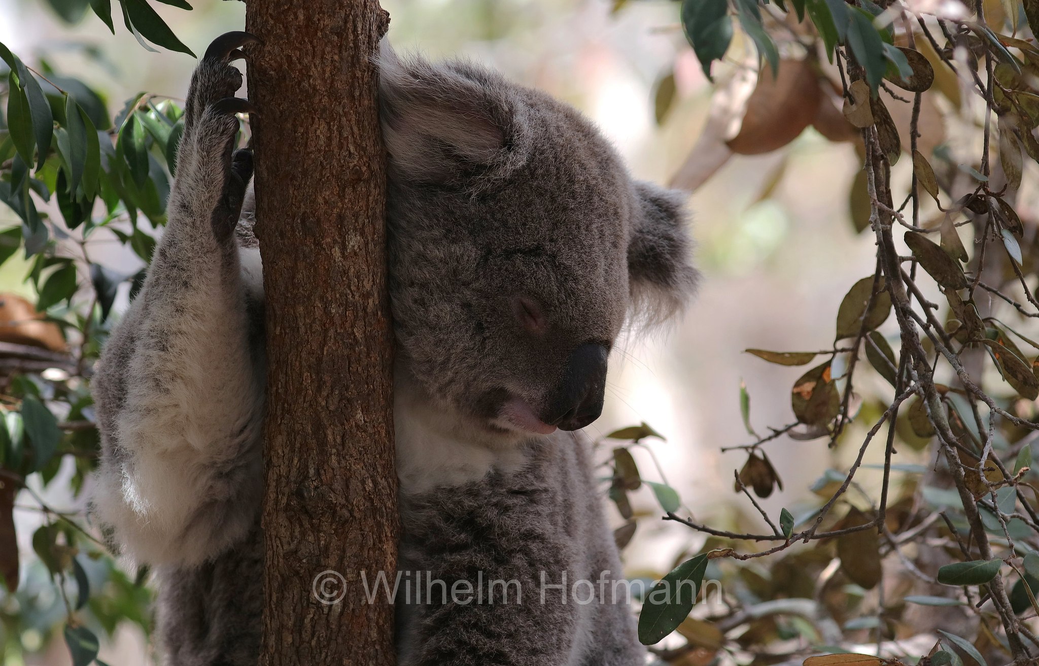 Phascolarctos cinereus, koala, Koala, Beutelbär, Koalabär, koala, coala, fascolarto, Forts Walking Track, Magnetic Island, Queensland, Australia, Australien