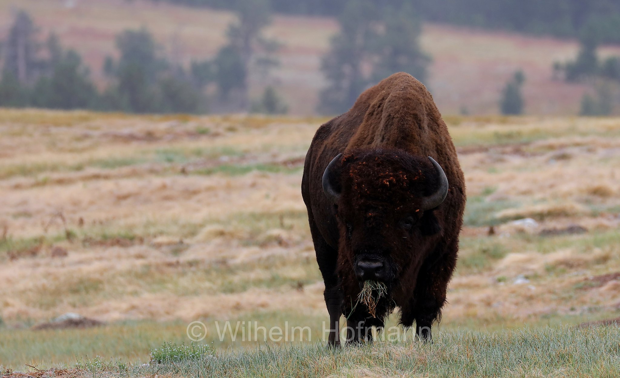 Plains bison, Präriebison, bisonte delle pianure, Bison bison bison, Wind Cave National Park, Wind-Cave-Nationalpark, Parco nazionale di Wind Cave, South Dakota, Dakota del Sud, USA
