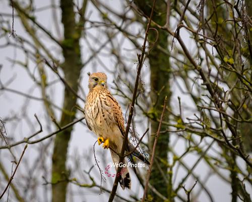Kestrel Perched