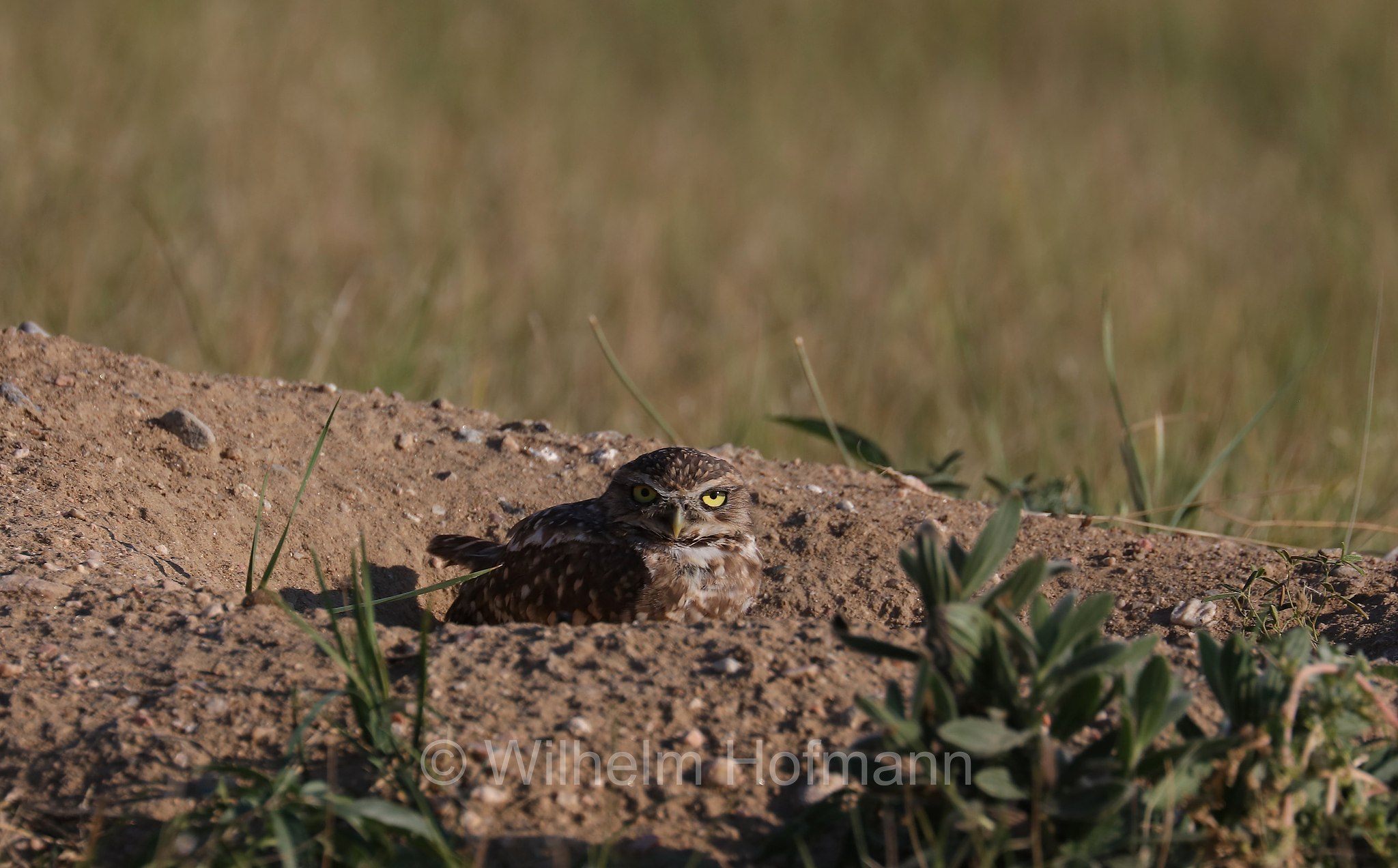 Athene cunicularia hypugaea, western burrowing owl, Kanada-Kaninchenkauz, Prärie-Erdeule, civetta delle tane, Wind Cave National Park, Wind-Cave-Nationalpark, Parco nazionale di Wind Cave, South Dakota, Dakota del Sud, USA