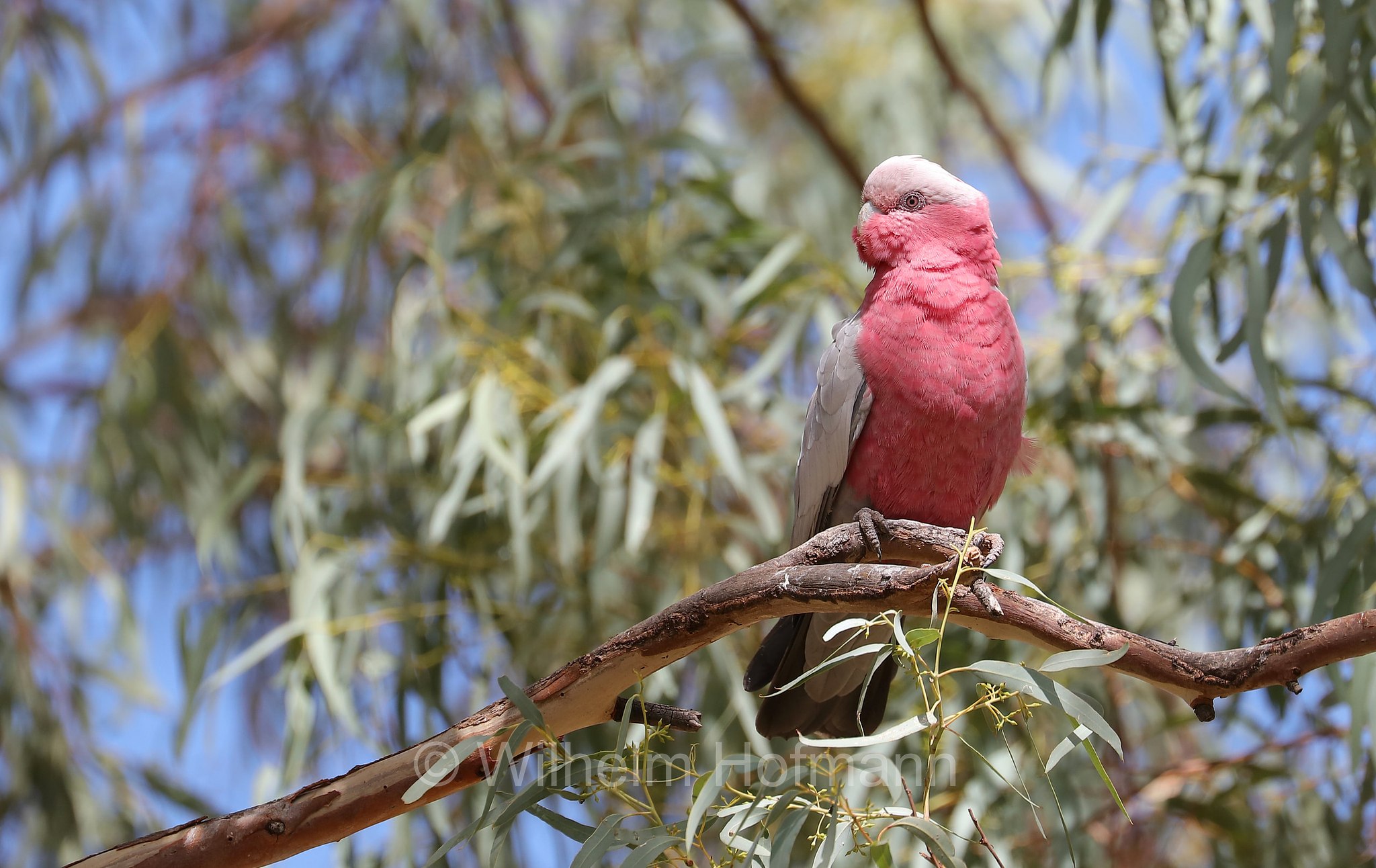 galah, pink and grey cockatoo, galah cockatoo, rose-breasted cockatoo, Rosakakadu, cacatua rosa, Eolophus roseicapilla, Cacatua roseicapilla, Orroroo, South Australia, Südaustralien, Australia Meridionale, Australia, Australien