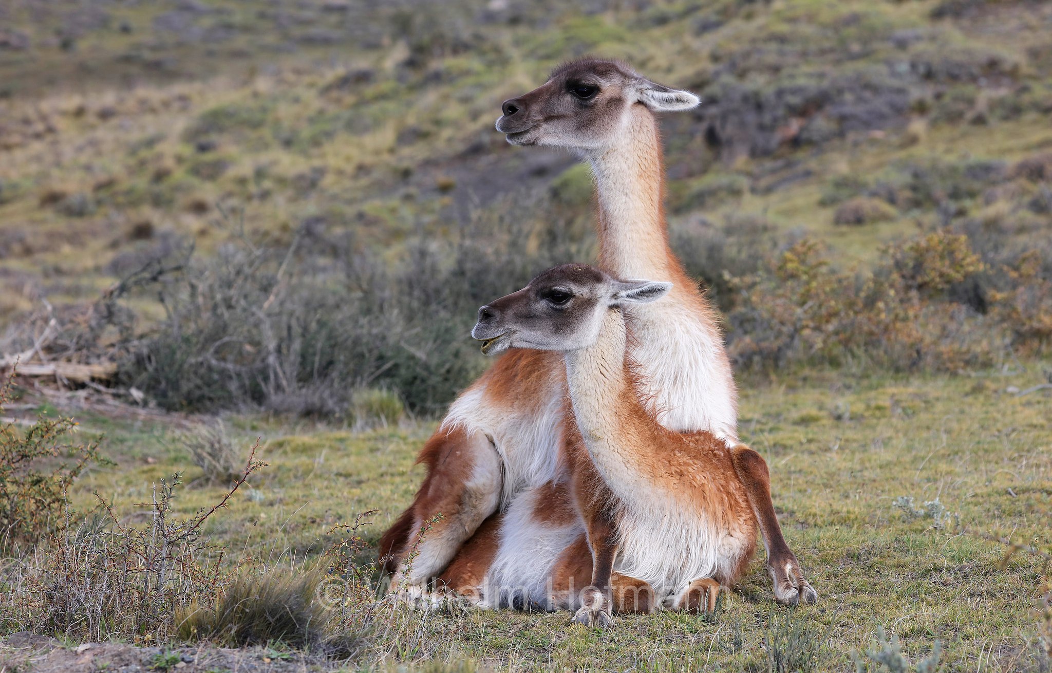 guanaco, Guanako, Huanako, Lama guanicoe, Torres del Paine National Park, Patagonia, Patagonien, Chile, Cile