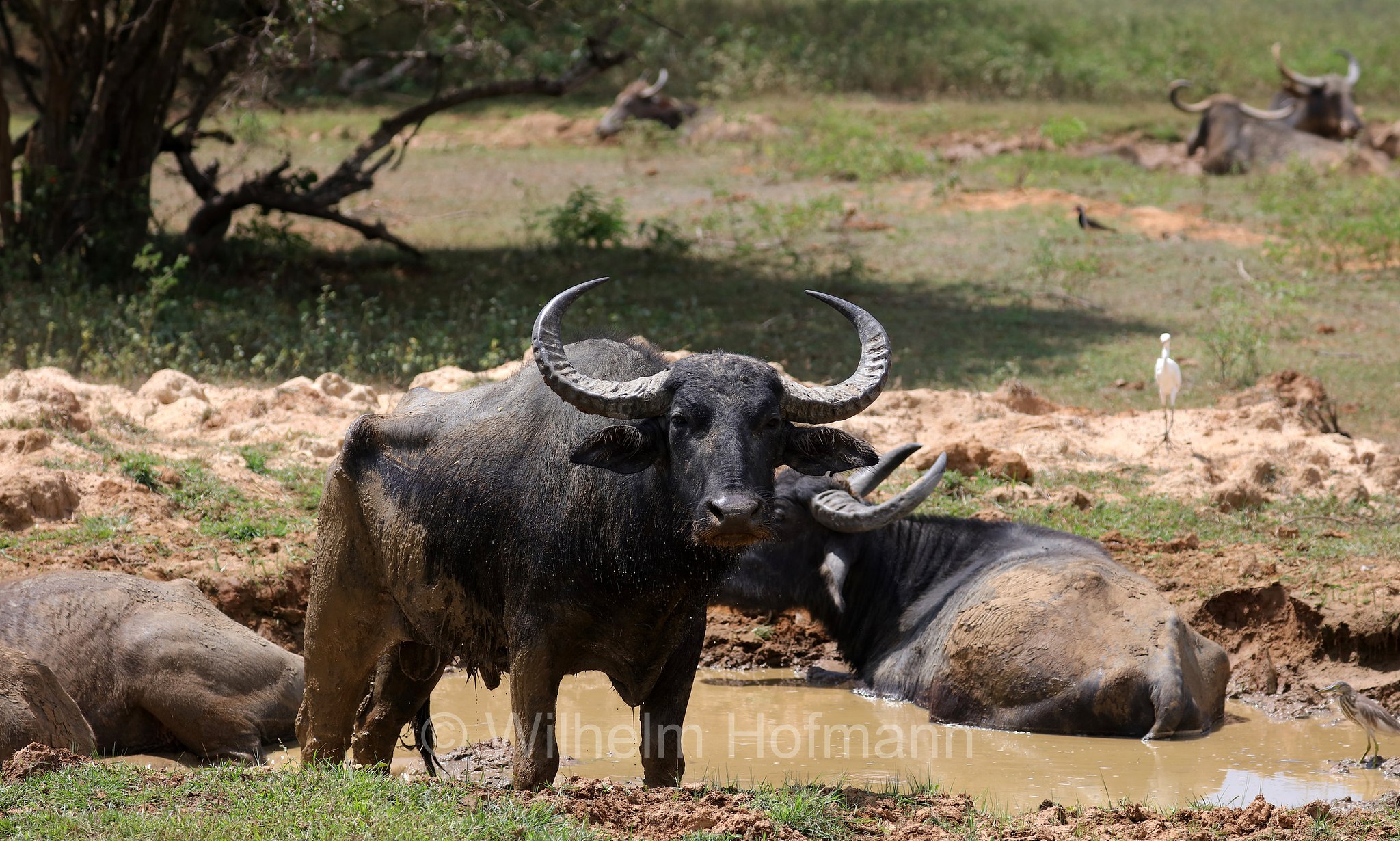 wild water buffalo, water buffalo, Asian buffalo, Asiatic buffalo, Wasserbüffel, Arni, bufalo d'acqua selvatico, bufalo asiatico, bufalo asiatico selvatico, Bubalus arnee, Sri Lanka, Yala National Park, Yala Nationalpark, Parco nazionale di Yala