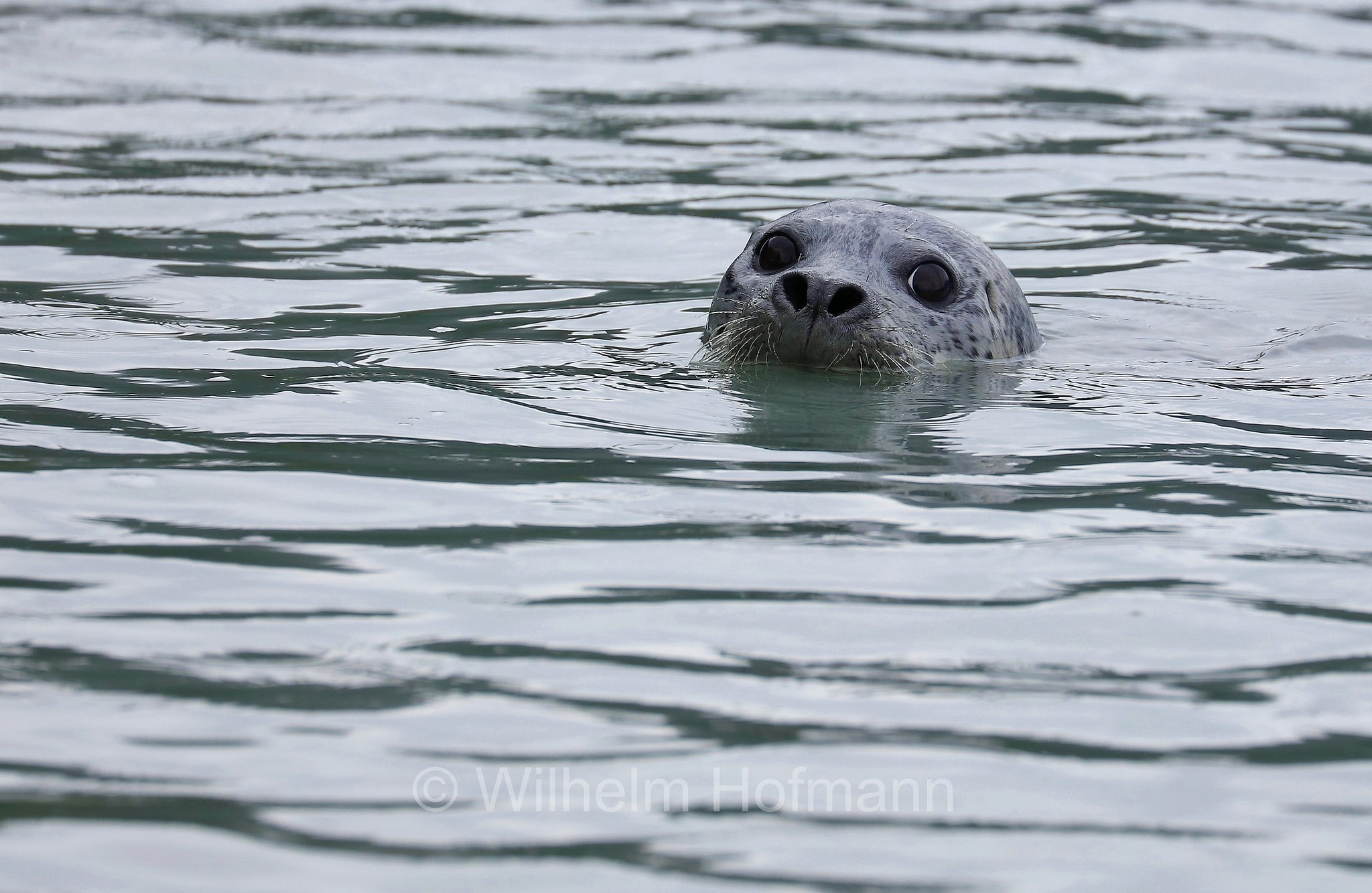 Phoca vitulina, harbor seal, harbour seal, common seal, Seehund, foca comune, Solomon Gulch Hatchery, Valdez, ﻿Prince William Sound, Prinz-William-Sund, Stretto di Prince William, Alaska, USA