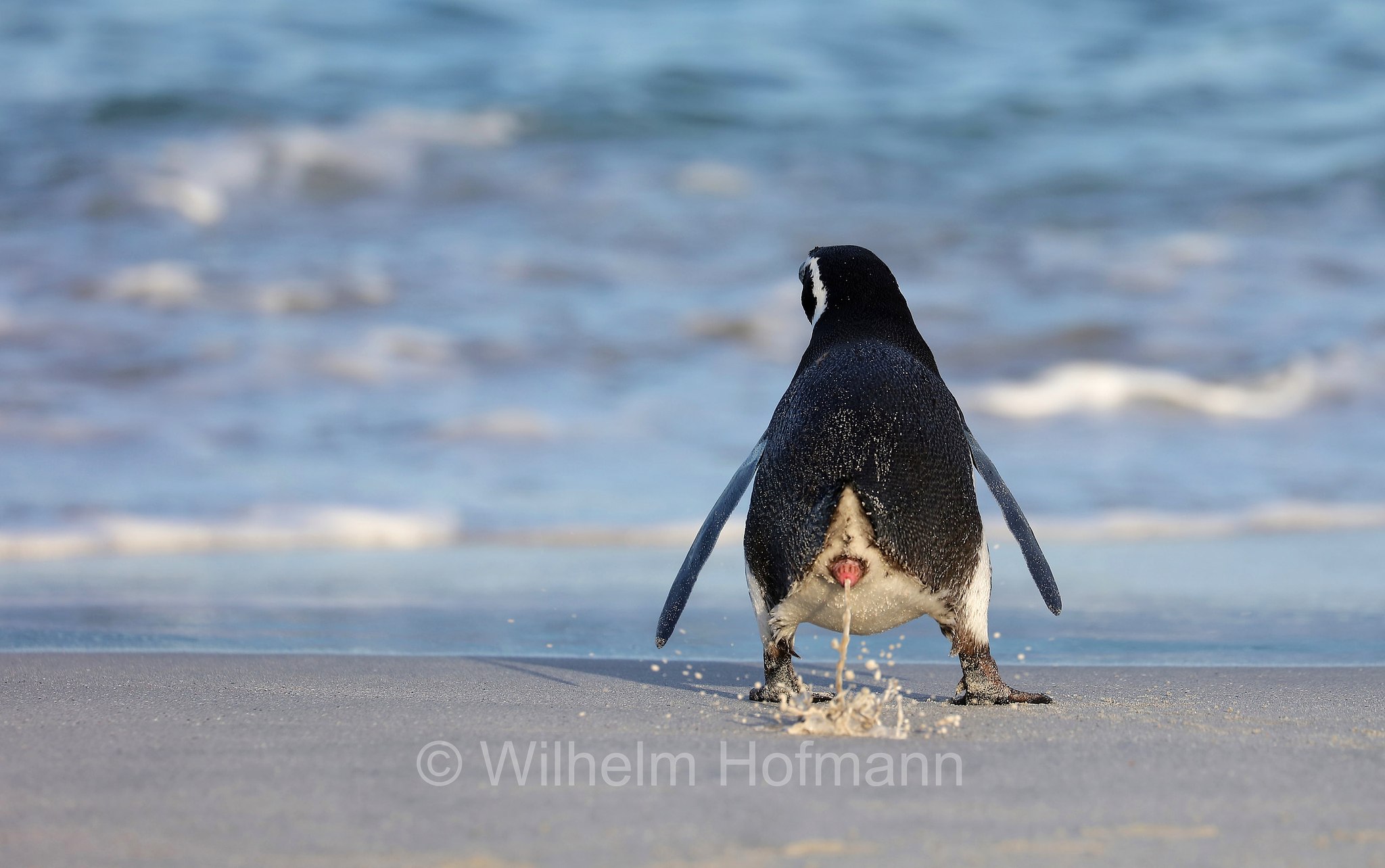 Magellanic penguin, Magellanpinguin, Pinguino di Magellano, Spheniscus magellanicus, Bleaker Island, Isla María, Falkland Islands, Falklandinseln, Isole Falkland