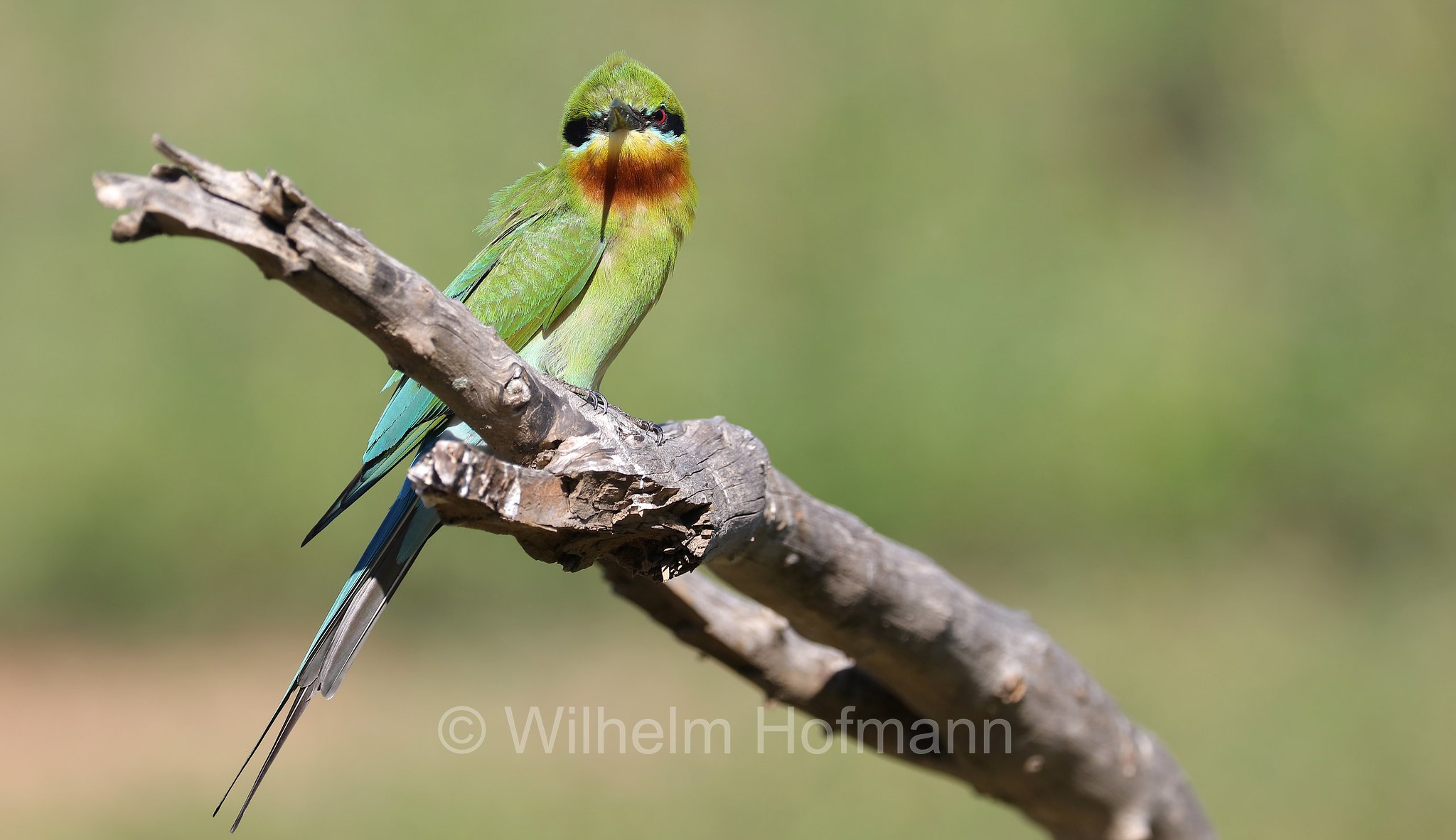 blue-tailed bee-eater, Blauschwanzspint, gruccione codazzurra, Merops philippinus, Sri Lanka, Yala National Park, Yala Nationalpark, Parco nazionale di Yala