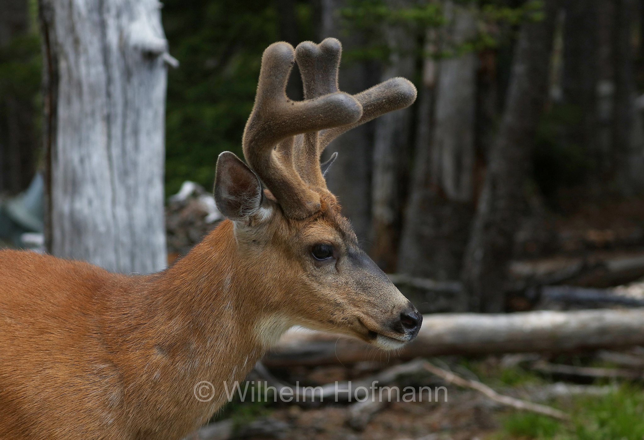 Odocoileus hemionus columbianus, Columbian black-tailed deer, Columbia-Schwarzwedelhirsch, cervo dalla coda nera, Hurricane Ridge, Olympic National Park, Olympic-Nationalpark, Olympic-Nationalpark, Washington, USA