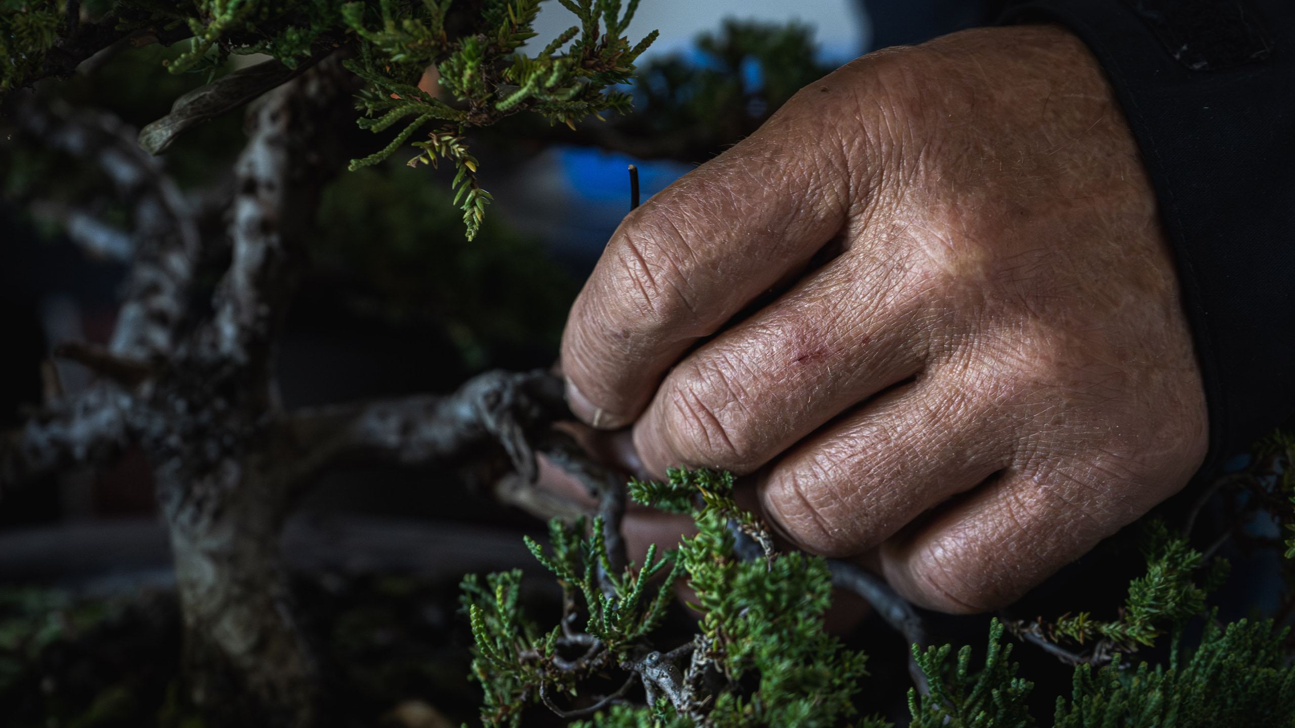 Willem - Bonsai Projek