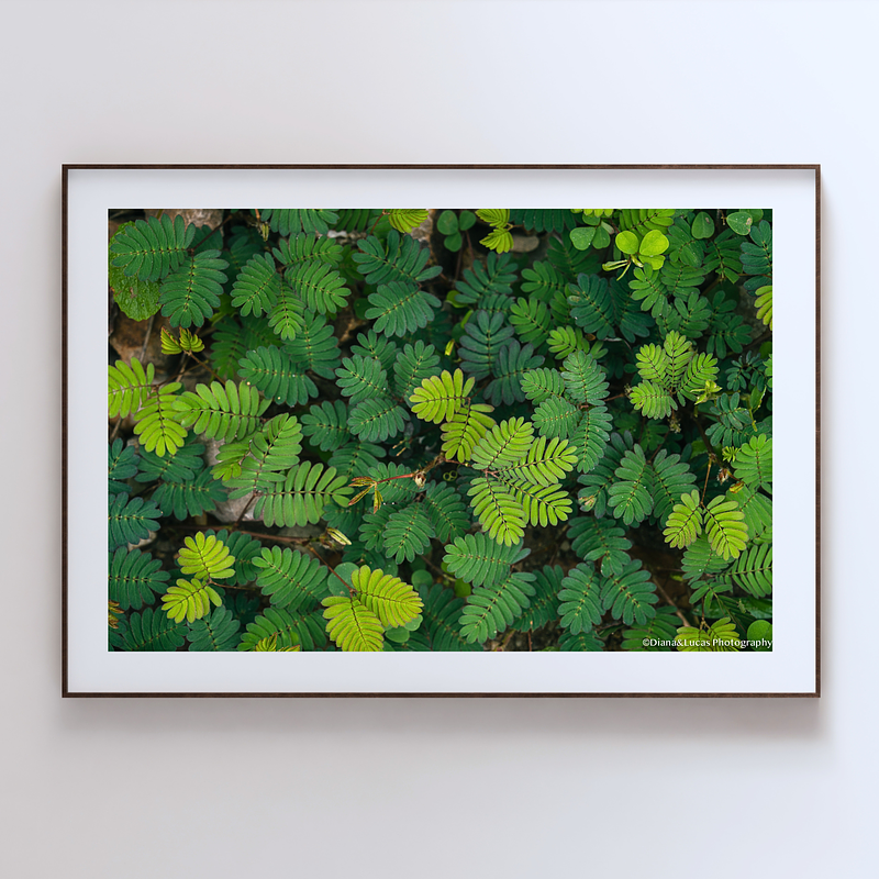 THE ONE - WILDLIFE & NATURE - "Tropical Mosaic" - LIMITED EDITION 5 of 5