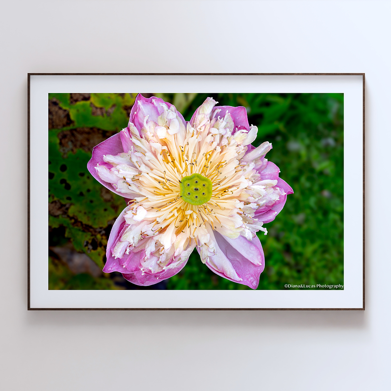 THE ONE - WILDLIFE & NATURE - "Water Lilly" - LIMITED EDITION 3 of 5