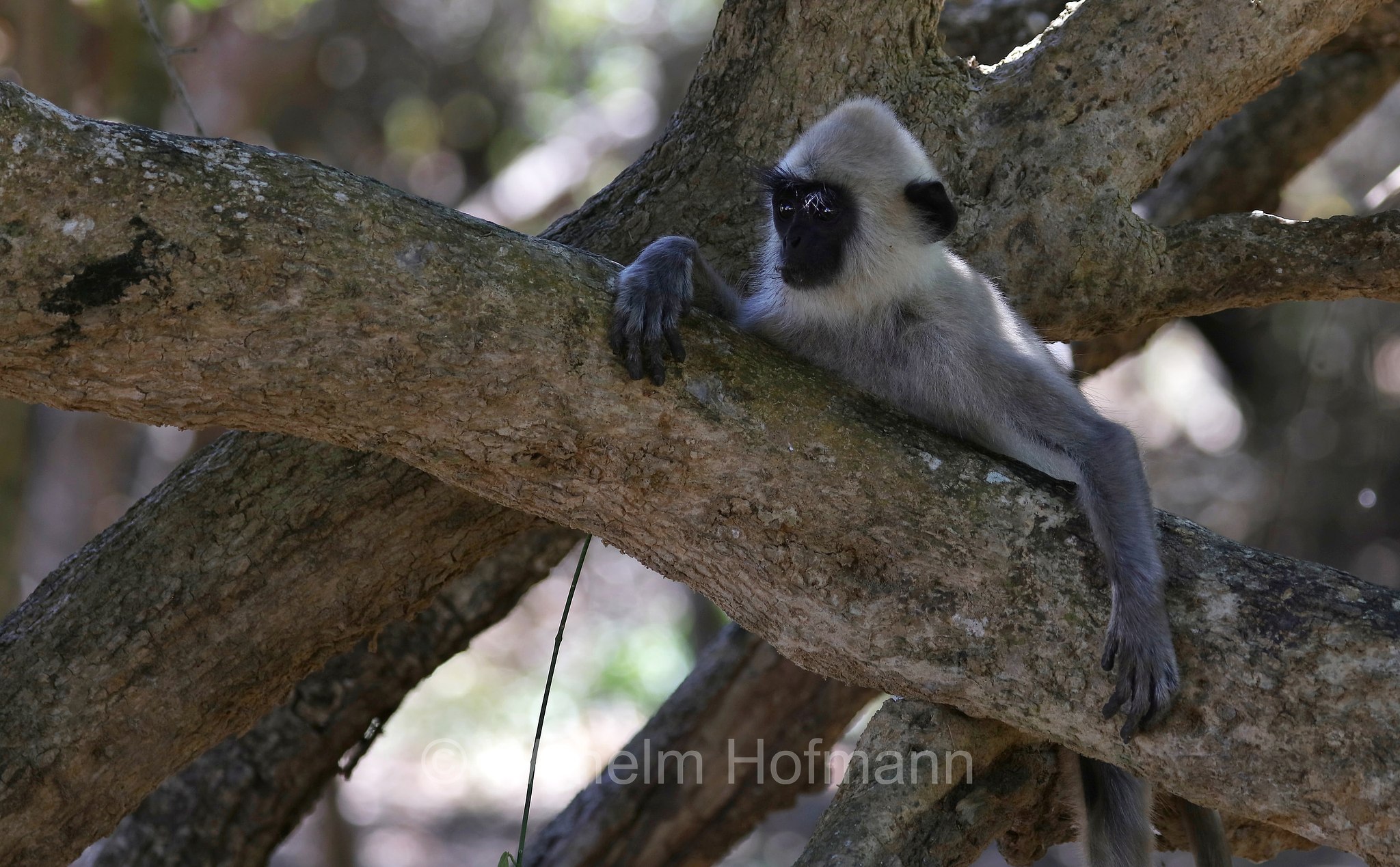 tufted gray langur, Madras gray langur, Coromandel sacred langur, Südlicher Hanuman-Langur, entello dal ciuffo, Semnopithecus priam, Sri Lanka, Southern Province, Hambantota, Hambantota District﻿, Palatupana Beach