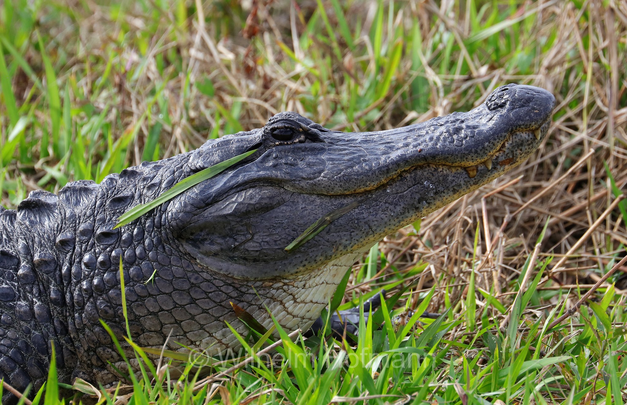 Alligator mississippiensis, American alligator, common alligator, gator, Mississippi-Alligator, Hechtalligator, alligatore del Mississippi, Sevenmile Slough, Double Trailhead, Kissimmee Prairie Preserve State Park, Florida, USA