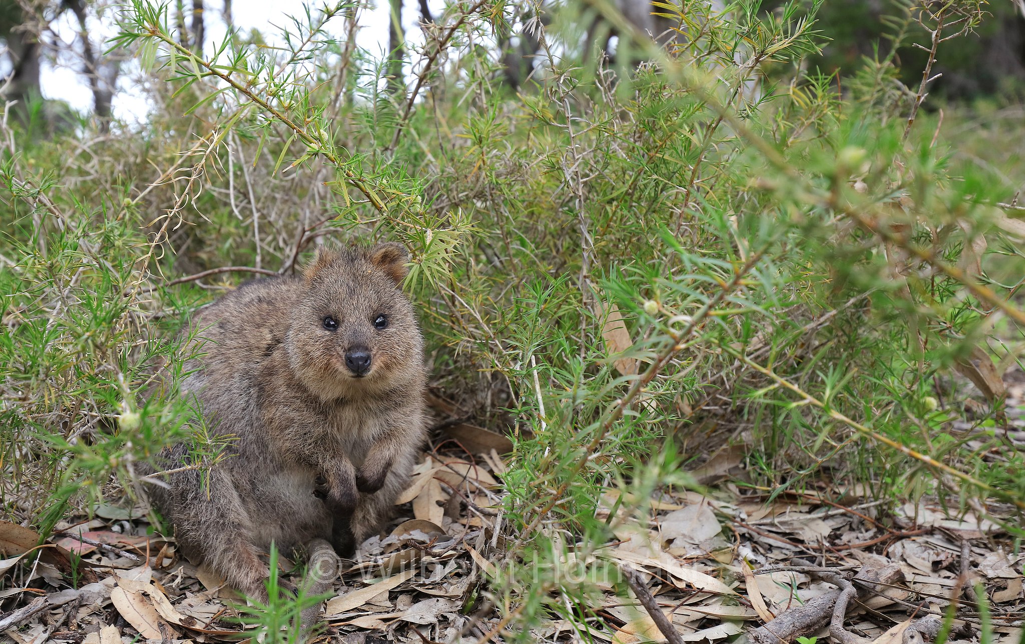 Setonix brachyurus, quokka, Quokka, Kurzschwanzkänguru, Rottnest Island, Rotto, Wadjemup, Isola Rottnest, Western Australia, Westaustralien, Australia Occidentale, Australia, Australien