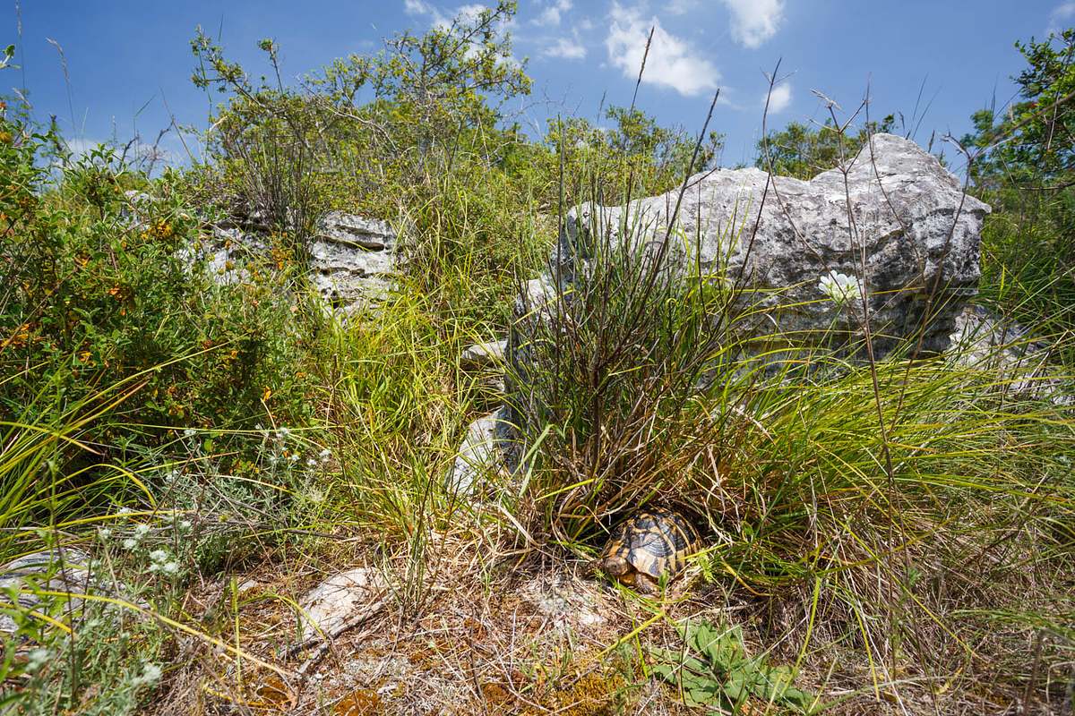 Griechische Landschildkr&ouml;te Kroatien Naturfotografie Workshop