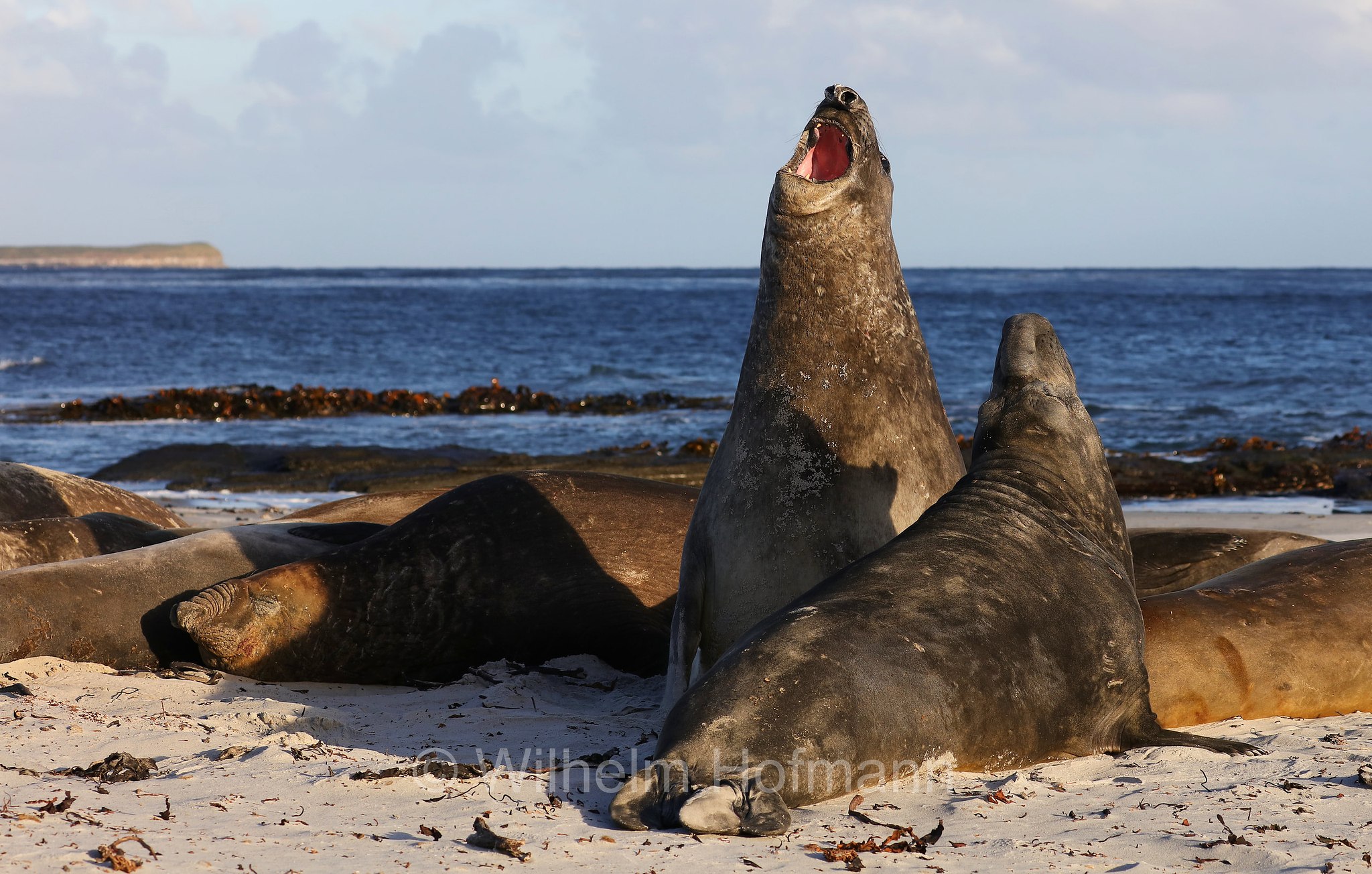 southern elephant seal, Südlicher See-Elefant, elefante marino meridionale, Mirounga leonina, Sealion Island, Sea Lion Island, Isla de los Leones Marinos, Falkland Islands, Falklandinseln, Isole Falkland