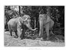 COLLECTION - GIANTS OF THE LAND HORIZONTAL - "Connection" - LIMITED EDITION 9 of 10