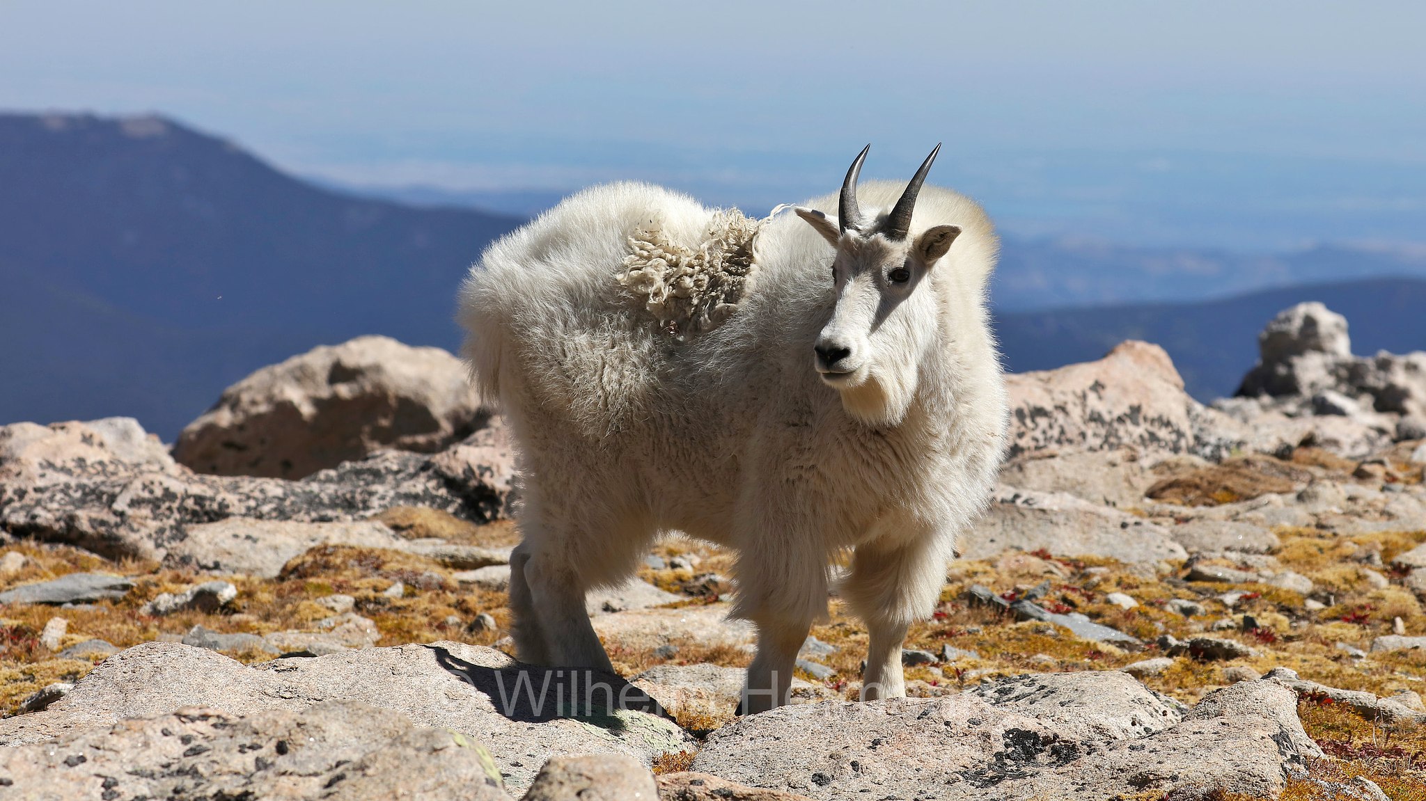 Oreamnos americanus, mountain goat, Rocky Mountain goat, Schneeziege, Bergziege, capra delle nevi, aplocero, Mount Blue Sky, Colorado, USA