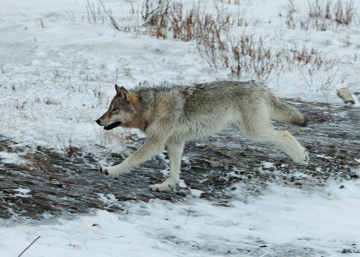 On-the-Run