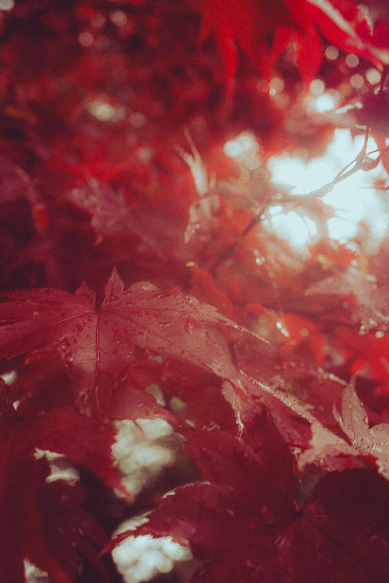 Gros plan sur des feuilles d'érable rouge sous la pluie