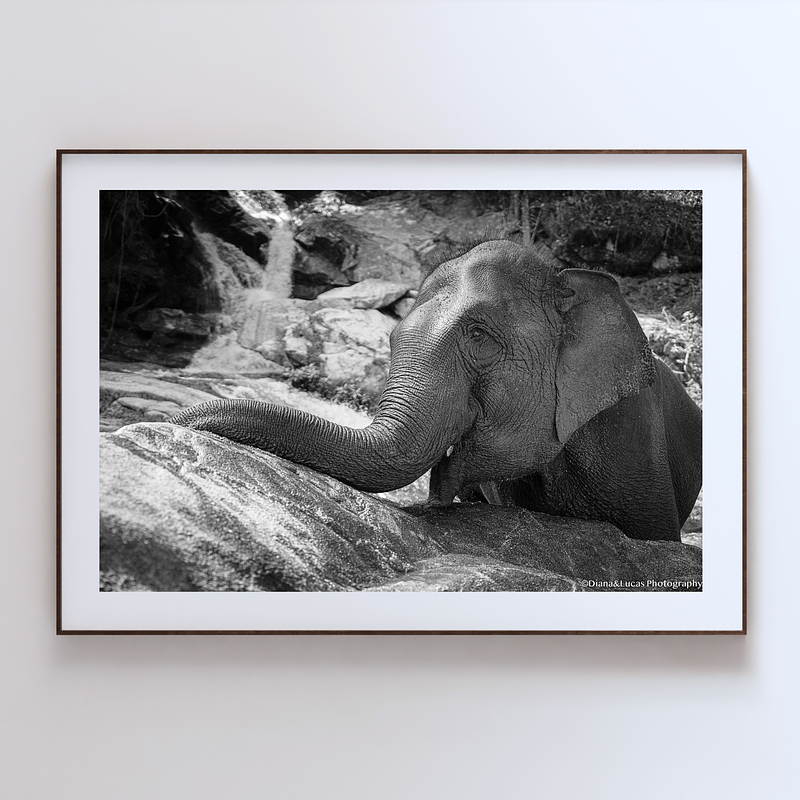 COLLECTION - GIANTS OF THE LAND HORIZONTAL - "Rest Moment" - LIMITED EDITION 10 of 10