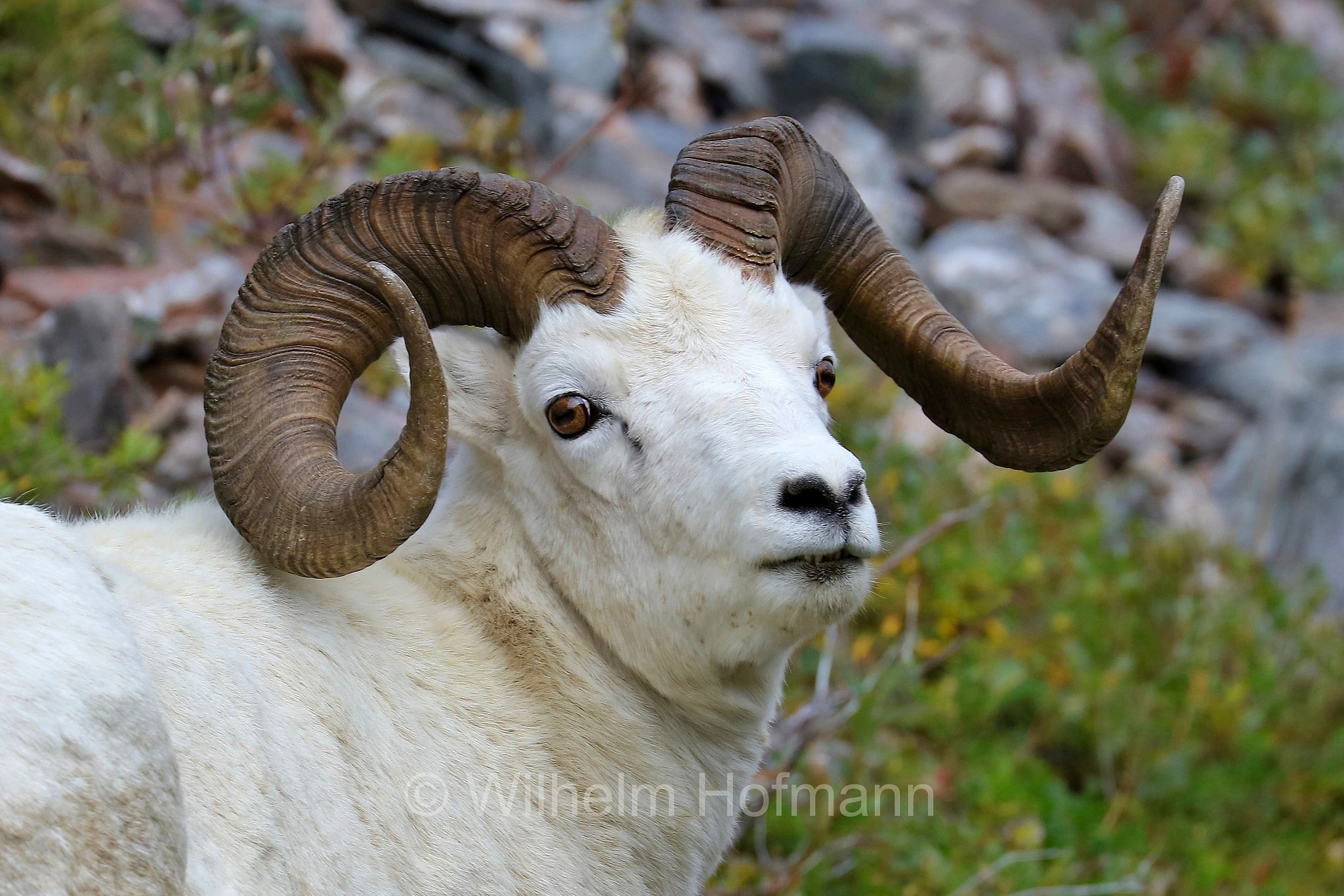 Ovis dalli, Dall sheep, thinhorn sheep, Dall-Schaf, Alaska-Schneeschaf, bighorn bianco, pecora di Dall, ariete di Dall, Savage Canyon, Denali National Park, Denali National Park and Preserve, Denali-Nationalpark, Parco nazionale del Denali, Alaska, USA