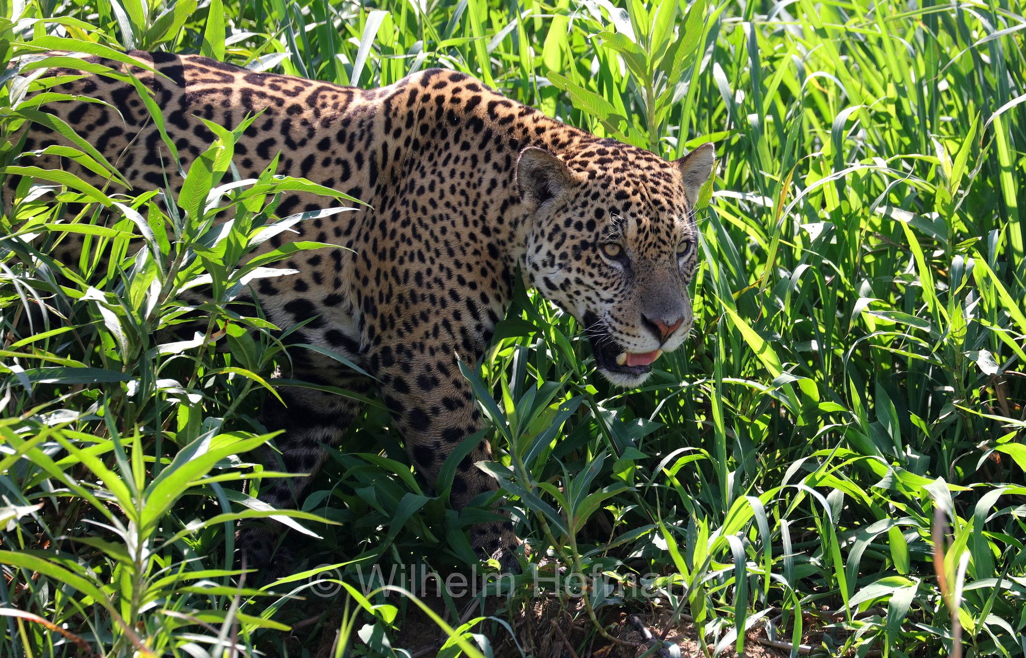 Jaguar, ﻿giaguaro, Panthera onca, Parque Estadual Encontro das Águas, Pantanal, Mato Grosso, Brazil, Brasil, Brasile, Brasilien