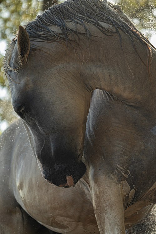 Cheval tête baissée lors d’une séance photo animalière dans le Var