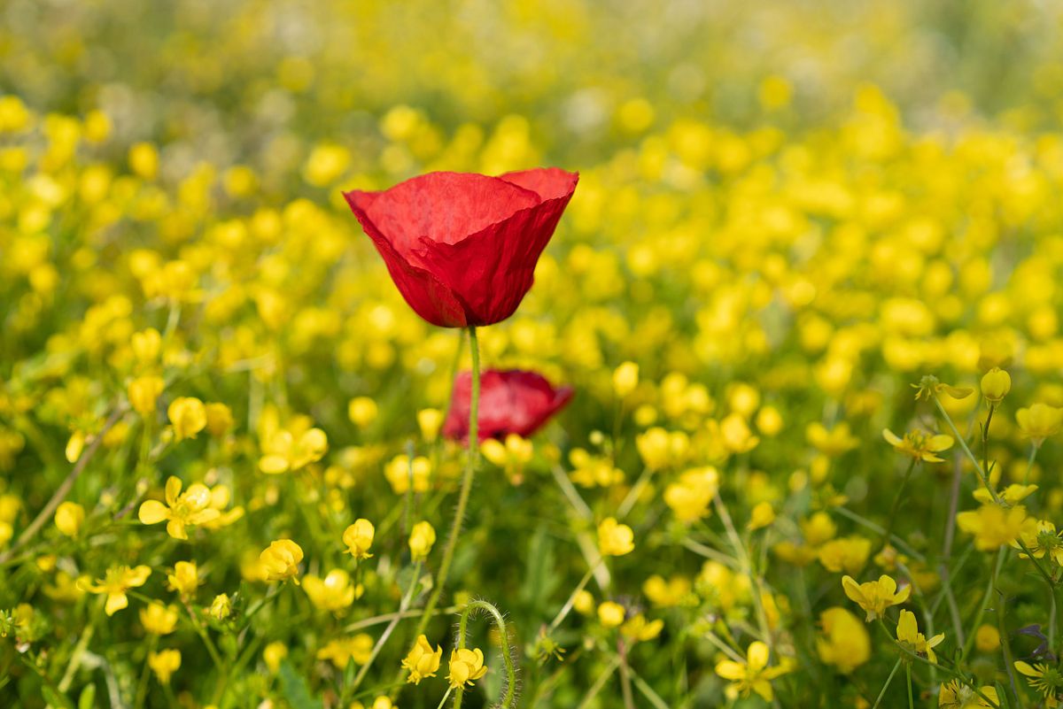 Mohnblüte in Hahnenfusswiese