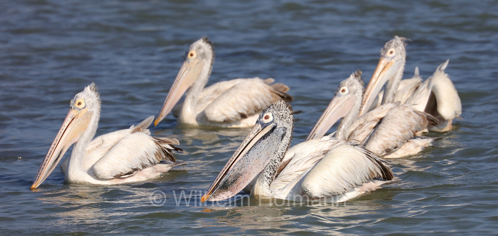 spot-billed pelican, gray pelican, Graupelikan, Philippinenpelikan, Fleckschnabelpelikan, pellicano delle Filippine, Pelecanus philippensis, Sri Lanka, Bundala National Park, Bundala Nationalpark, Parco nazionale Bundala