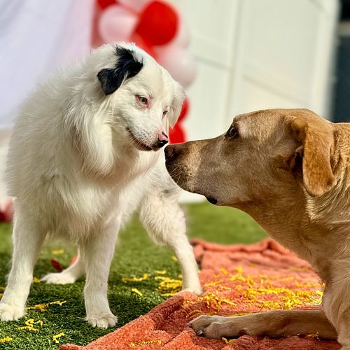 Perfect Date Pups