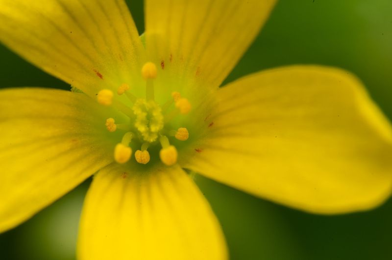 Pretty Flowers