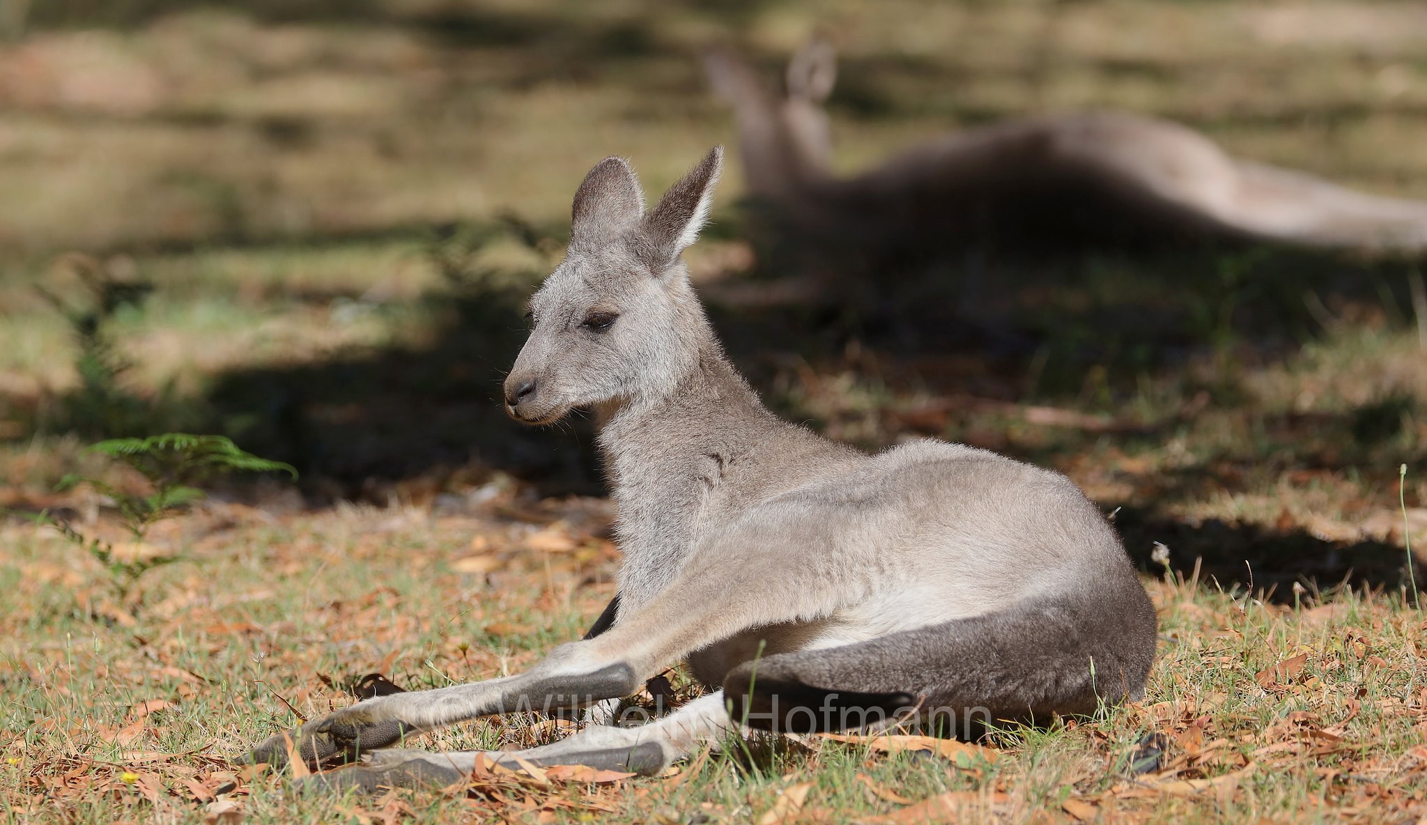 eastern grey kangaroo, gigantic large-foot, great grey kangaroo, forester kangaroo, Östliches Graues Riesenkänguru, canguro grigio orientale, Macropus giganteus, Halls Gap, Grampians National Park, Grampians-Nationalpark, Parco nazionale Grampians, Victoria, Australia, Australien