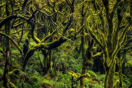 Laurel forest