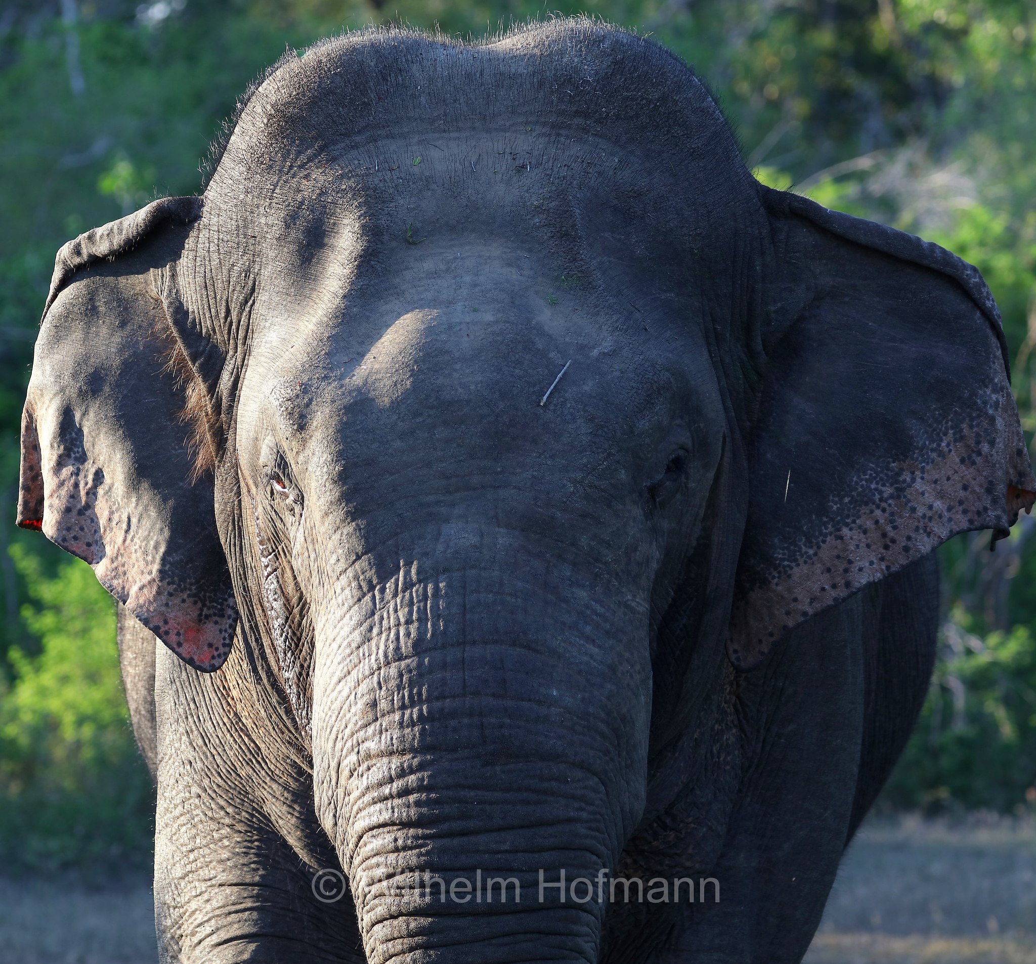 Sri Lankan elephant, Sri-Lanka-Elefant, Ceylon-Elefant, elefante dello Sri Lanka, Elephas maximus maximus, Sri Lanka, Yala National Park, Yala Nationalpark, Parco nazionale di Yala