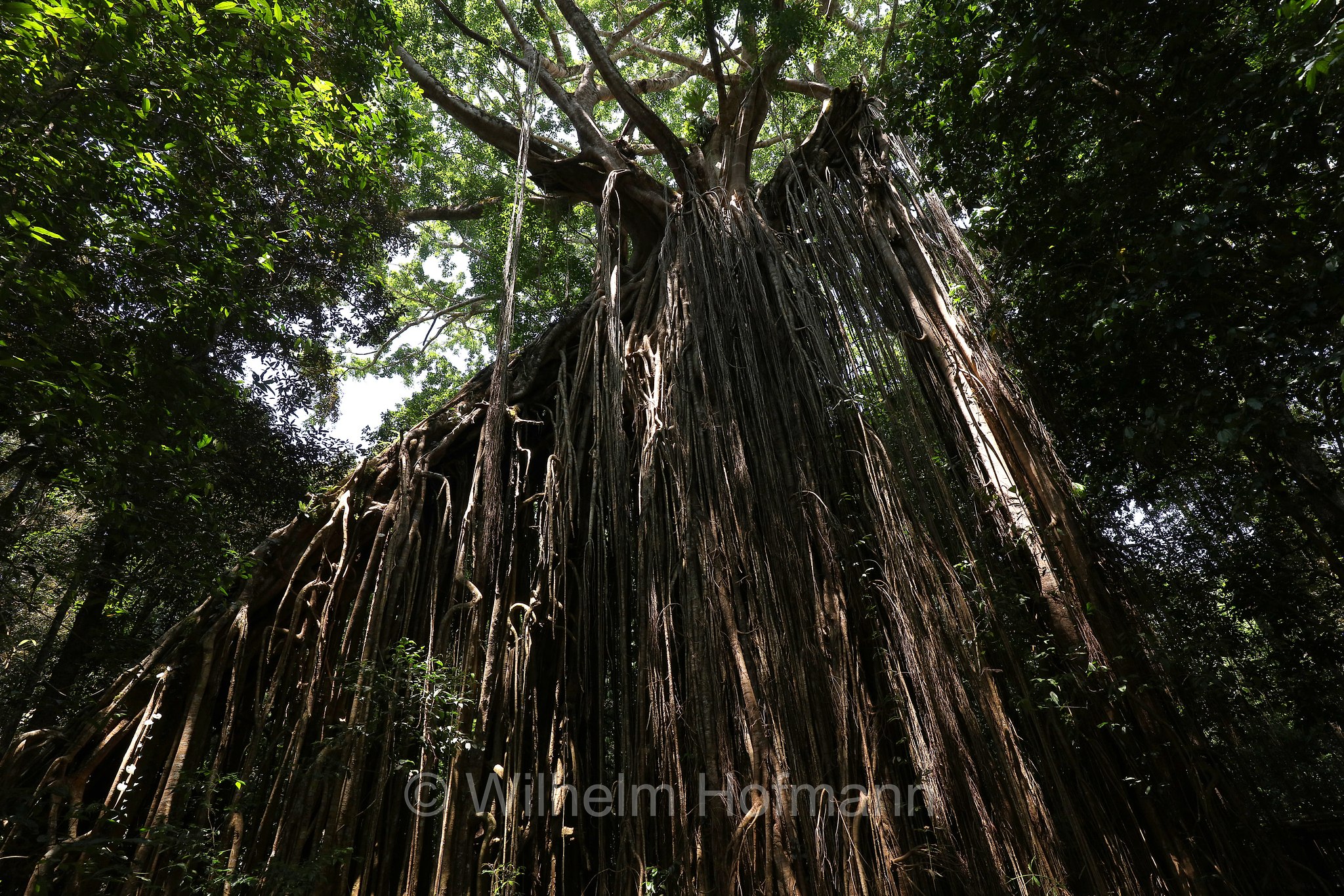 Curtain Fig Tree, Curtain Fig National Park, Curtain-Fig-Nationalpark, Atherton Tableland, Atherton Tablelands, Queensland, Australia, Australien