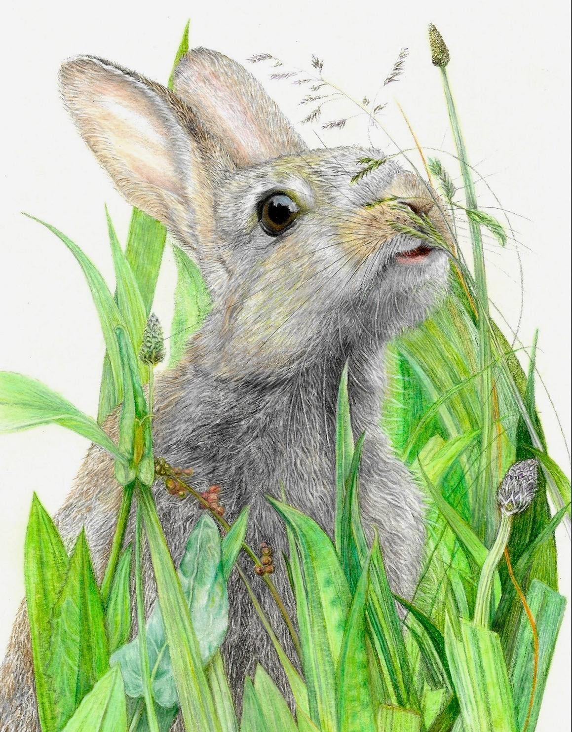 baby rabbit surrounded by her favourite food in a meadow coloured pencil fine art drawing white background