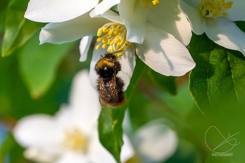 Sommarferie