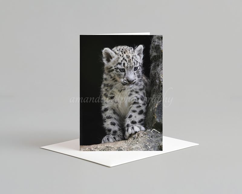 Snow Leopard Card Pack