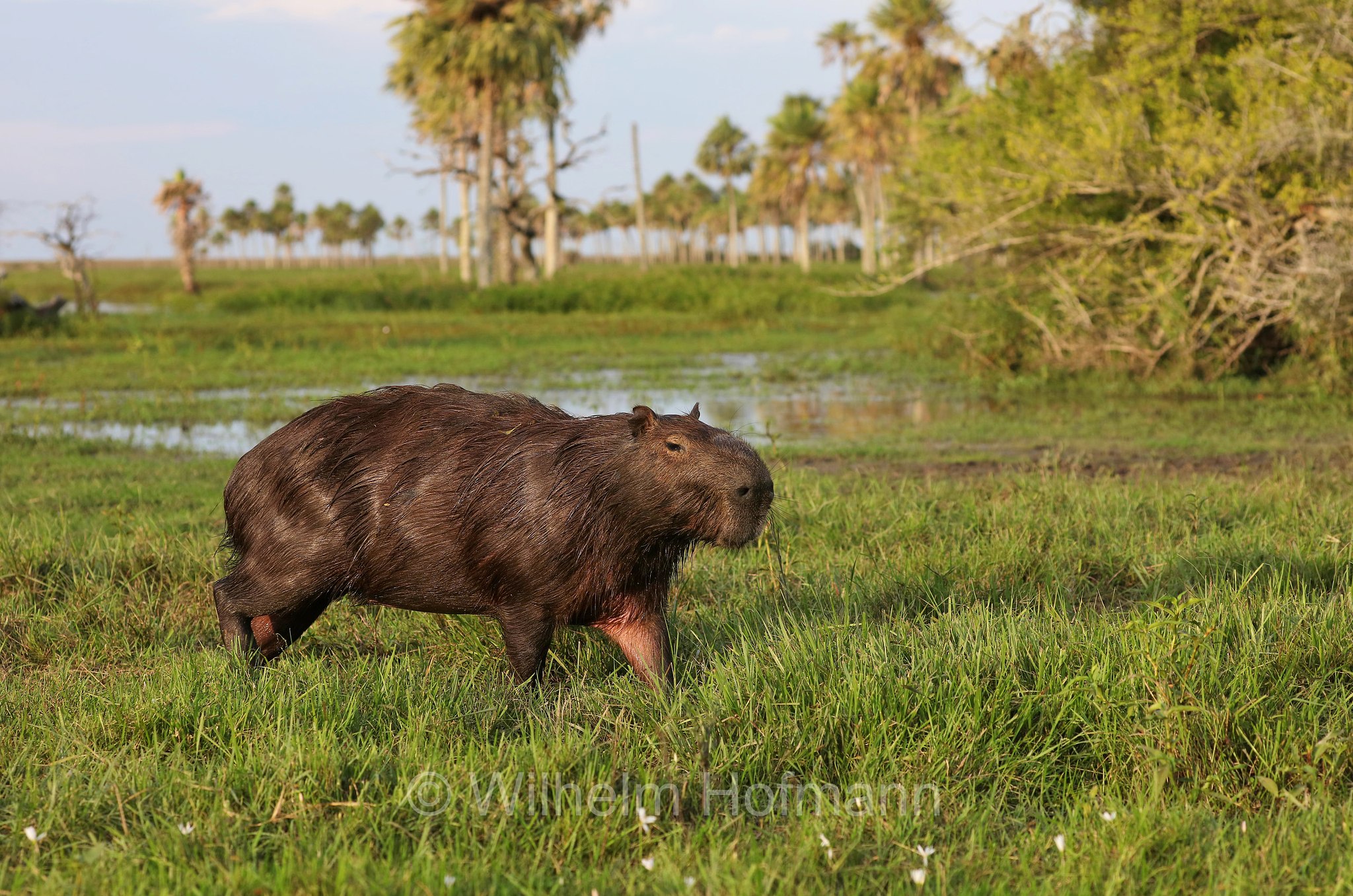 capybara, greater capybara, Wasserschwein, capibara, idrochéro, capivara, chigüire, nutriae, quiuit, chigüiro, fercho, carpincho, ronsoco, Hydrochoerus hydrochaeris, Iberá Wetlands, Esteros del Iberá, Corrientes, Argentina, Argentinien