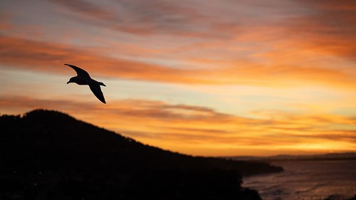 Mouette en vol au coucher du soleil sur le littoral de Carqueiranne?