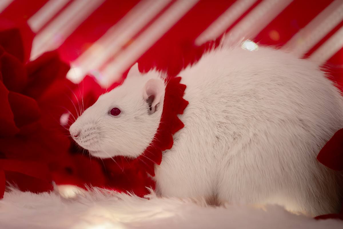 White rat with red eyes at Christmas time.