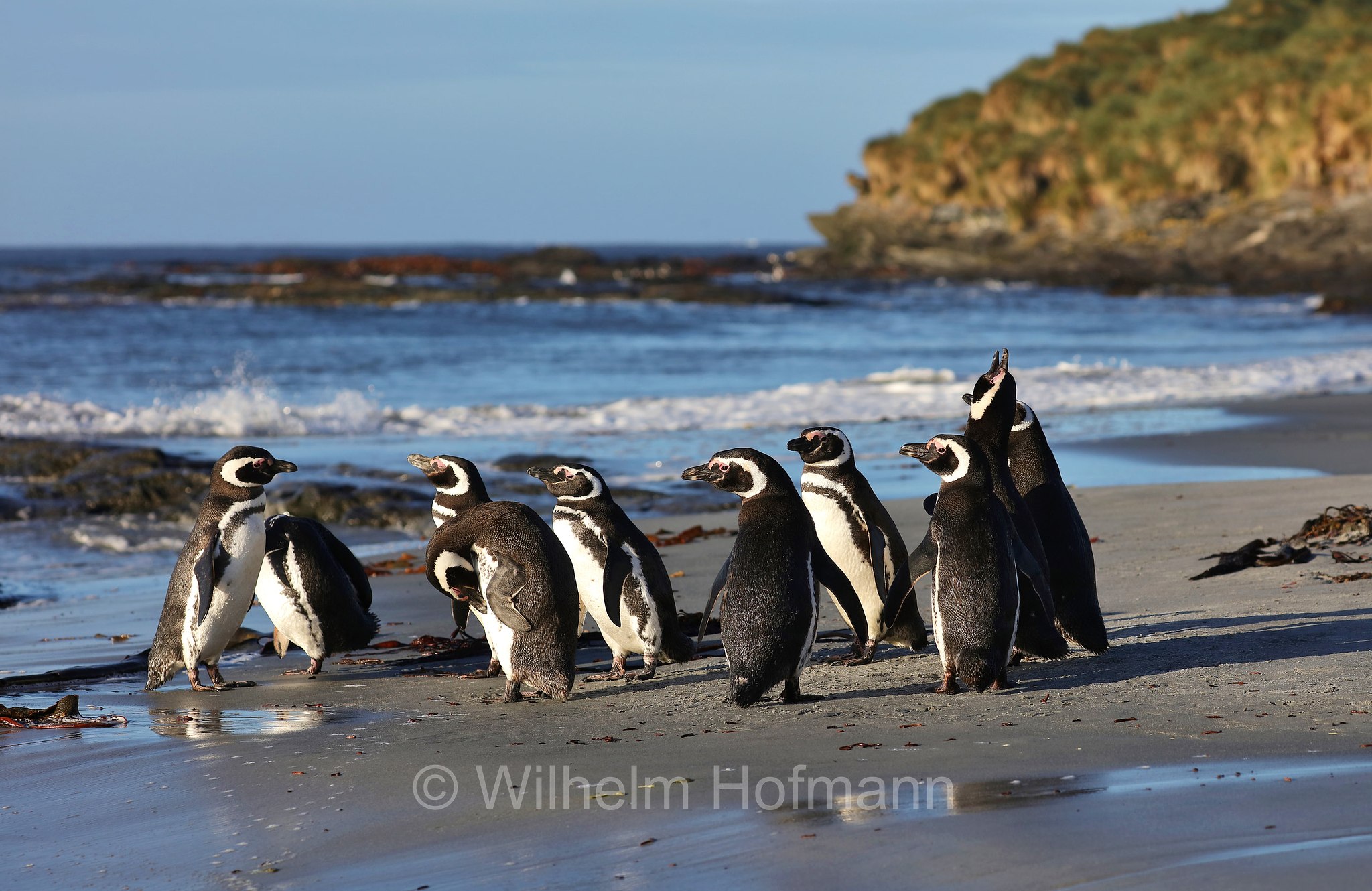 Magellanic penguin, Magellanpinguin, Pinguino di Magellano, Spheniscus magellanicus, Sealion Island, Sea Lion Island, Isla de los Leones Marinos, Falkland Islands, Falklandinseln, Isole Falkland