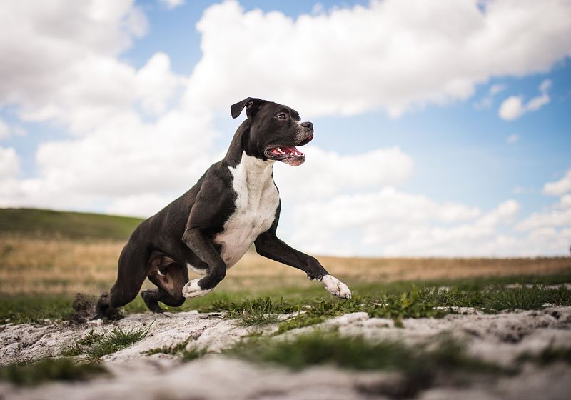 Let's Bark About It: Relationships