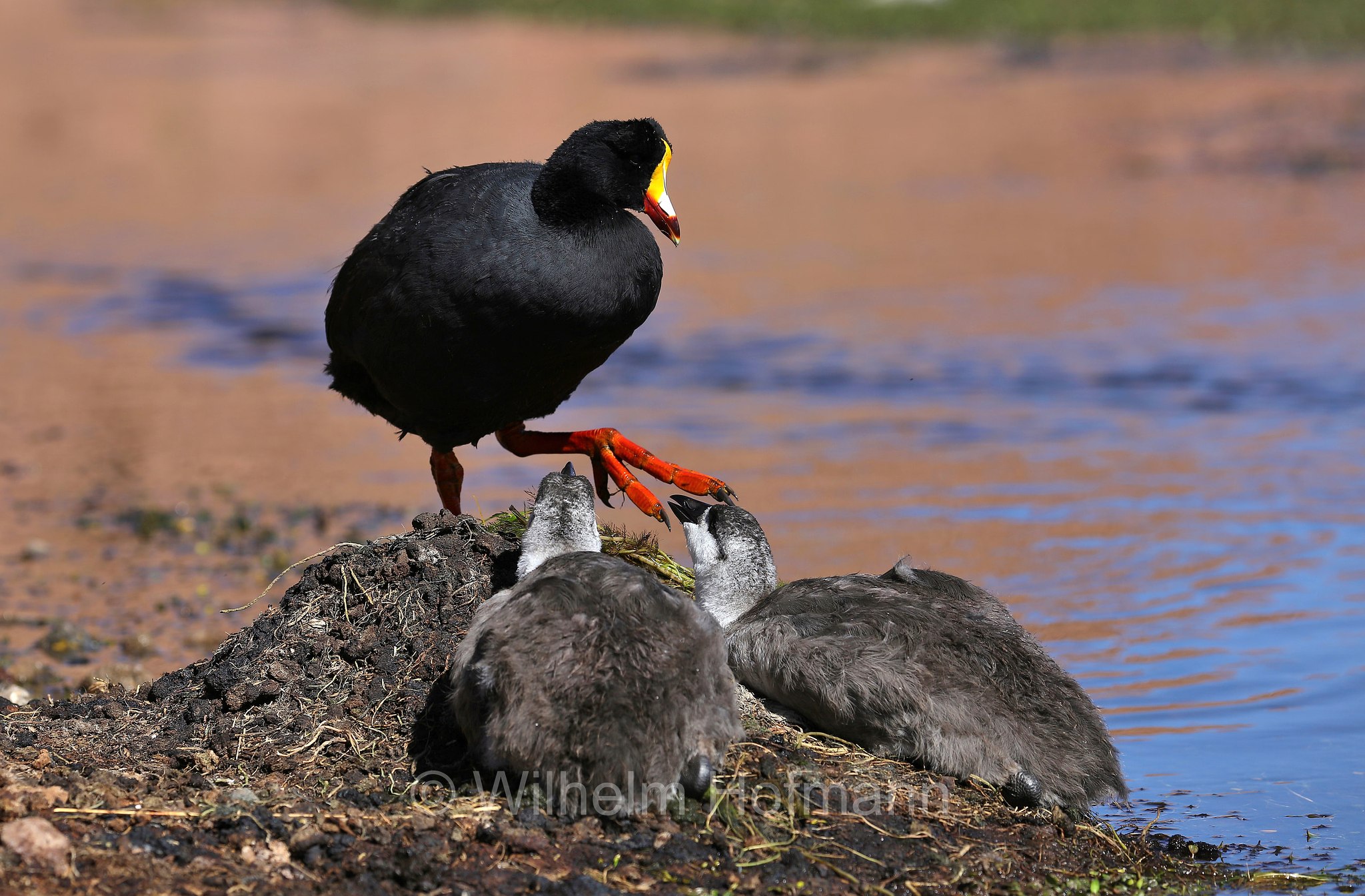 giant coot, Riesenblässhuhn, folaga gigante, Fulica gigantea, Atacama Desert, Atacama-Wüste, deserto di Atacama, Chile, Cile