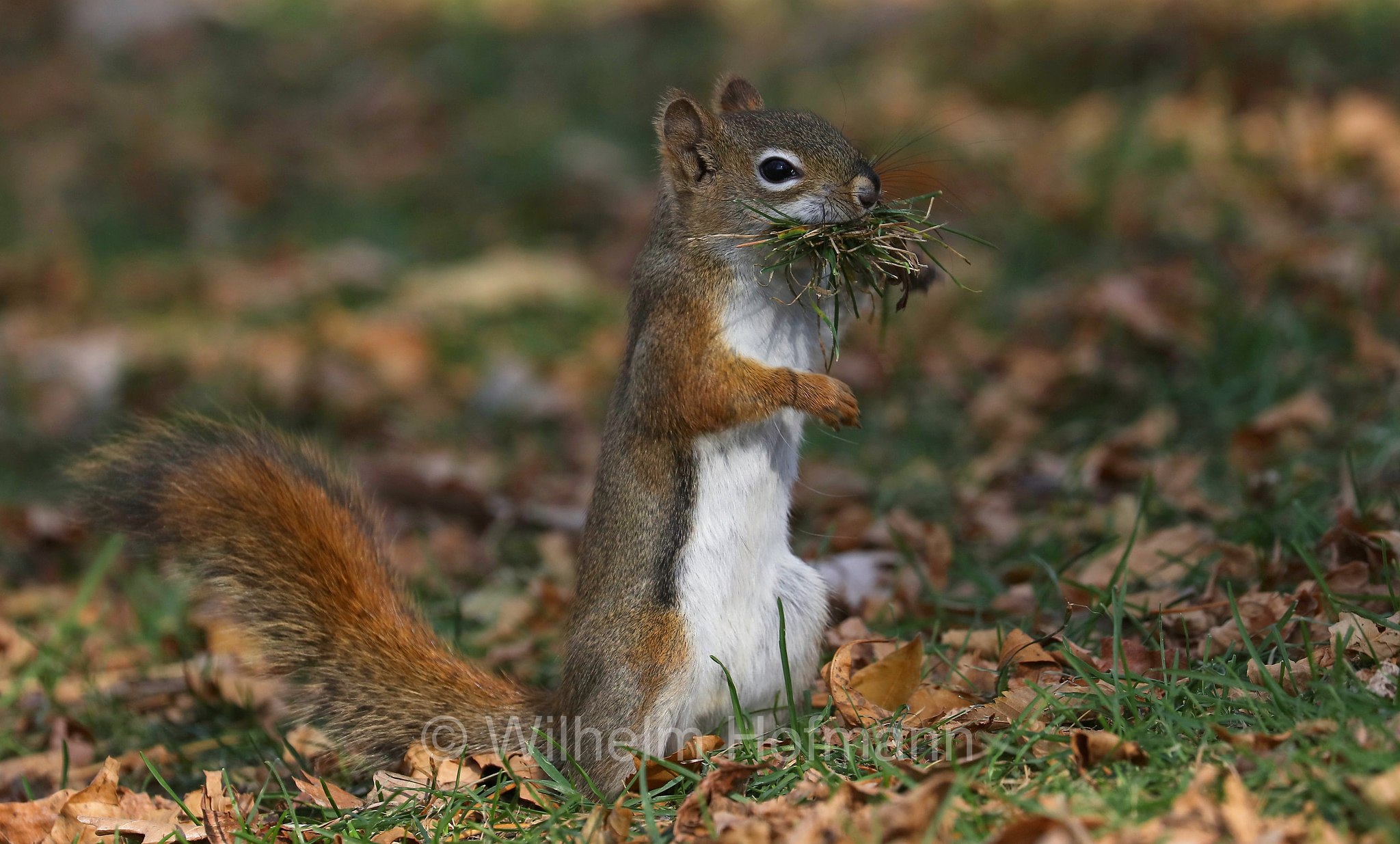 Tamiasciurus hudsonicus, American red squirrel, pine squirrel, piney squirrel, North American red squirrel, chickaree, boomer, red squirrel, Gemeines Rothörnchen, scoiattolo rosso nordamericano, Kildonan Park, Winnipeg, Manitoba, Canada, Kanada